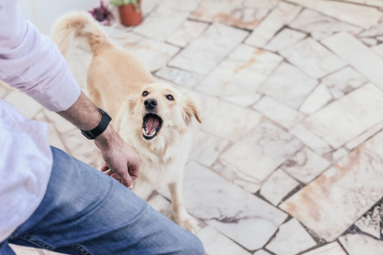 Aggressive dog trying to bite person and cause injuries.